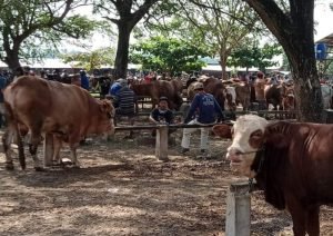 PRIORITAS PEMBAGIAN DAGING KURBAN BAGI WARGA ISOMAN