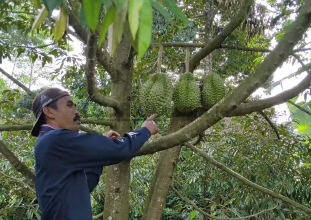 HARGA CENDERUNG STABIL, BERI KEUNTUNGAN BAGI PETANI DURIAN