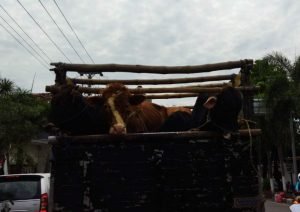 PENERAPAN PEMBAGIAN DAGING KURBAN DOOR TO DOOR DI REMBANG