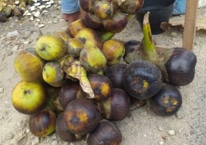SIWALAN, BUAH LANGKA DENGAN KHASIAT MELIMPAH