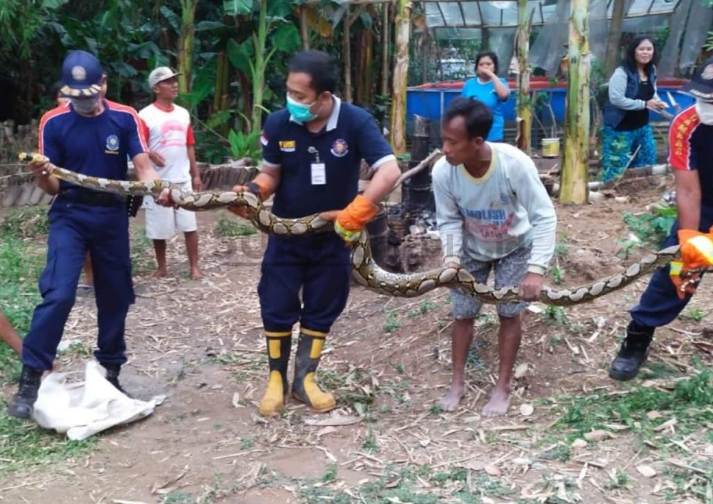 ULAR PITON SEPANJANG 3,5 METER DIEVAKUASI DARI PEKARANGAN WARGA