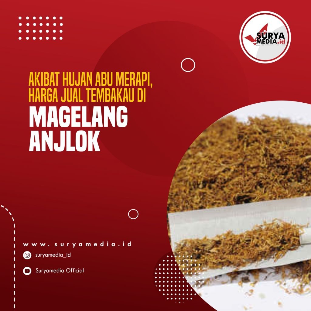 Akibat Hujan Abu Merapi, Harga Jual Tembakau di Magelang Anjlok