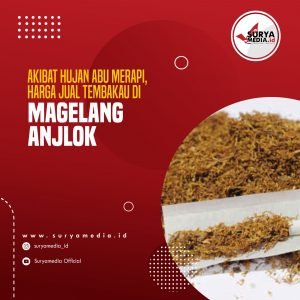 Akibat Hujan Abu Merapi, Harga Jual Tembakau di Magelang Anjlok