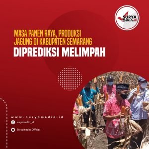 Masa Panen Raya, Produksi Jagung di Kabupaten Semarang Diprediksi Melimpah