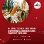 Masa Panen Raya, Produksi Jagung di Kabupaten Semarang Diprediksi Melimpah