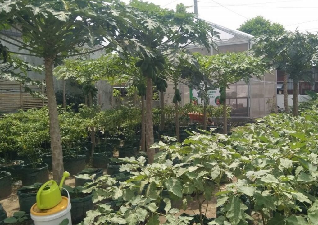Poktan Loh Jinawi Sisihkan Hasil Panen Bantu Warga Isoman