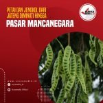 Petai dan Jengkol dari Jateng Diminati Hingga Pasar Mancanegara