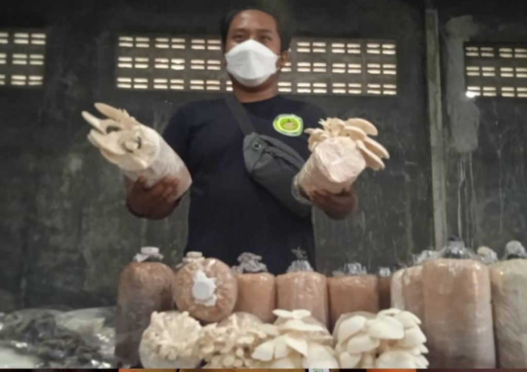 Permintaan Kian Meningkat, Petani Jamur Tak Mampu Penuhi Permintaan Pasar