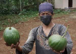 Kebun Semampir Siap Jadi Agrowisata dengan Budidaya Alpukat Kendil