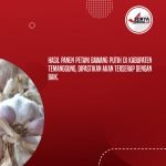 Hasil Panen Petani Bawang Putih Temanggung Akan Terserap Baik