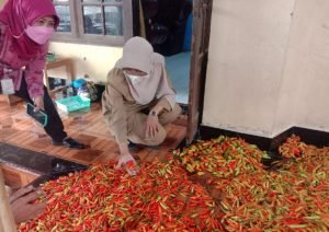 Sistem Lelang Cabai di Lereng Gunung Merbabu Dinilai Mampu Untungkan Petani