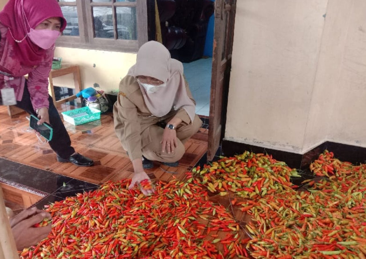 Sistem Lelang Cabai di Lereng Gunung Merbabu Dinilai Mampu Untungkan Petani