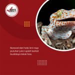 Pria Asal Rembang Untung Puluhan Juta Karena Tokek