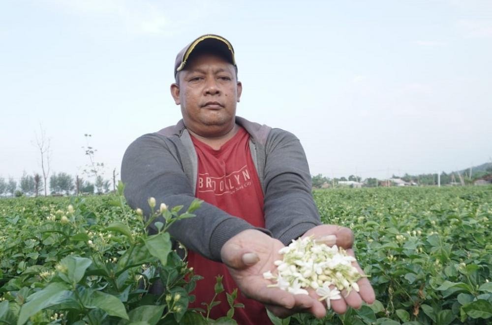 Permintaan Tinggi, Harga Melati dari Petani Melonjak