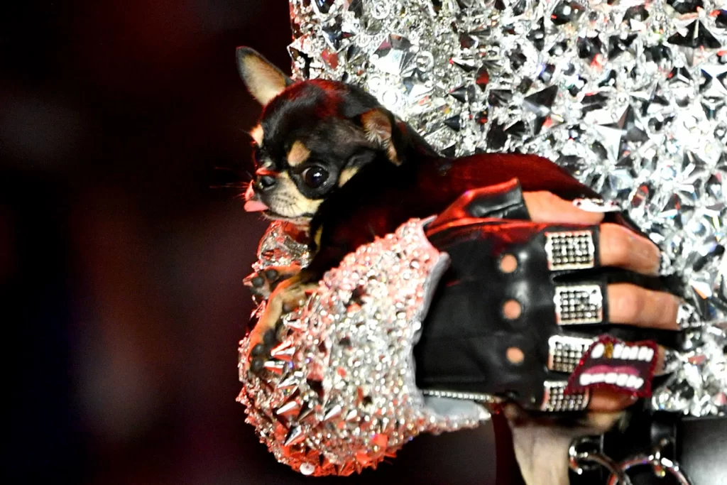 Demi Temukan Anjing yang Hilang, Paris Hilton Kerahkan Berbagai Cara
