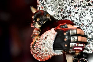 Demi Temukan Anjing yang Hilang, Paris Hilton Kerahkan Berbagai Cara