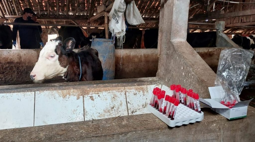 Uji Kekebalan, Ratusan Sampel Darah Sapi Diambil