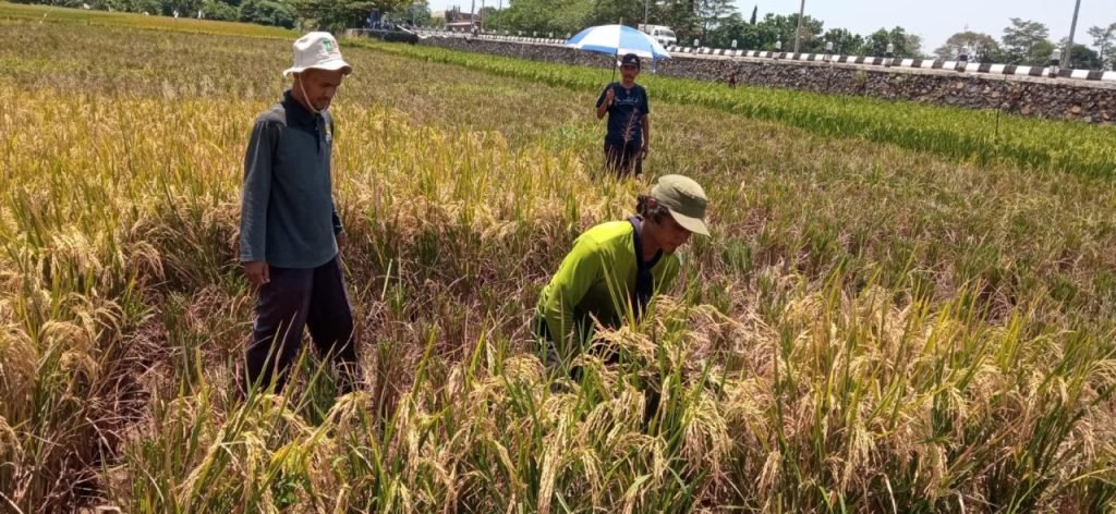 Luasan Lahan Pertanian di Kota Pekalongan Capai 832 ha di Tahun 2022