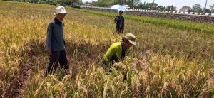 Luasan Lahan Pertanian di Kota Pekalongan Capai 832 ha di Tahun 2022