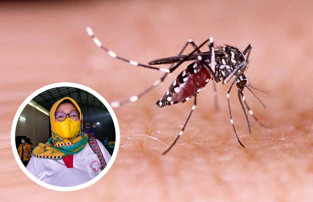 Foto : Ilustrasi nyamuk Aedes aegypti Penyebab DBD (Sumber : Istimewa)
