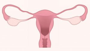 Sejarah Peringatan Hari Menopause Sedunia 18 Oktober