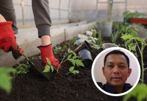 Foto: Ilustrasi tanaman hortikultura (Sumber: Suryamedia)
