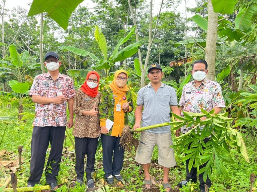 Potensi dan Dinamika Budidaya Porang di Pati