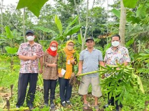 Potensi dan Dinamika Budidaya Porang di Pati