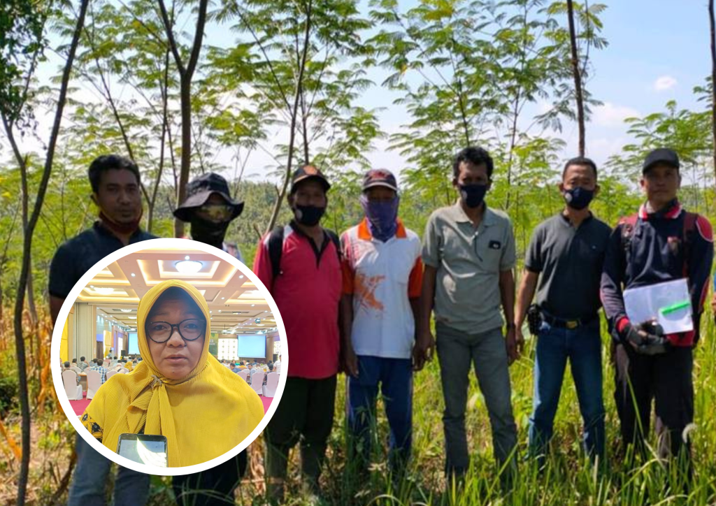 Foto: Ilustrasi penilaian tanaman sengon (Sumber: Perhutani.co.id)