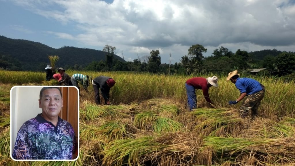Foto: Ilustrasi panen di Kabupaten Pati (Sumber: Unsplash.com)