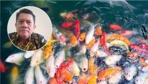 Foto: Ilustrasi Budidaya Ikan Hias (Sumber: Istimewa)