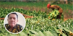 Foto: Ilustrasi petani tembakau (Sumber: iStock)