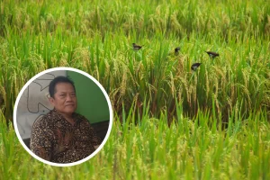 Foto: Ilustrasi padi (Sumber: Unplash.com)