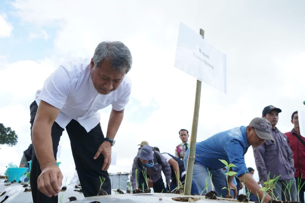 Soil Block, Inovasi Pertanian Murah dan Mudah bagi Petani Bawang dan Cabai