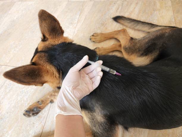 Pemkot Bandung Gelar Vaksinasi Rabies Gratis