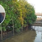 DPRD Pati Harapkan Mangrove di Tluwuk Semakin Lestari