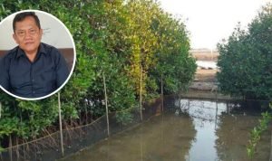 DPRD Pati Harapkan Mangrove di Tluwuk Semakin Lestari