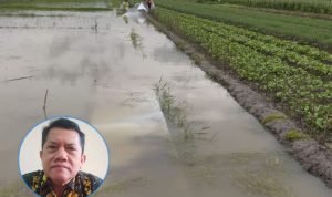 Foto: bawang merah di Desa Ngurensiti Kecamatan Wedarijaksa terkena banjir/ istimewa