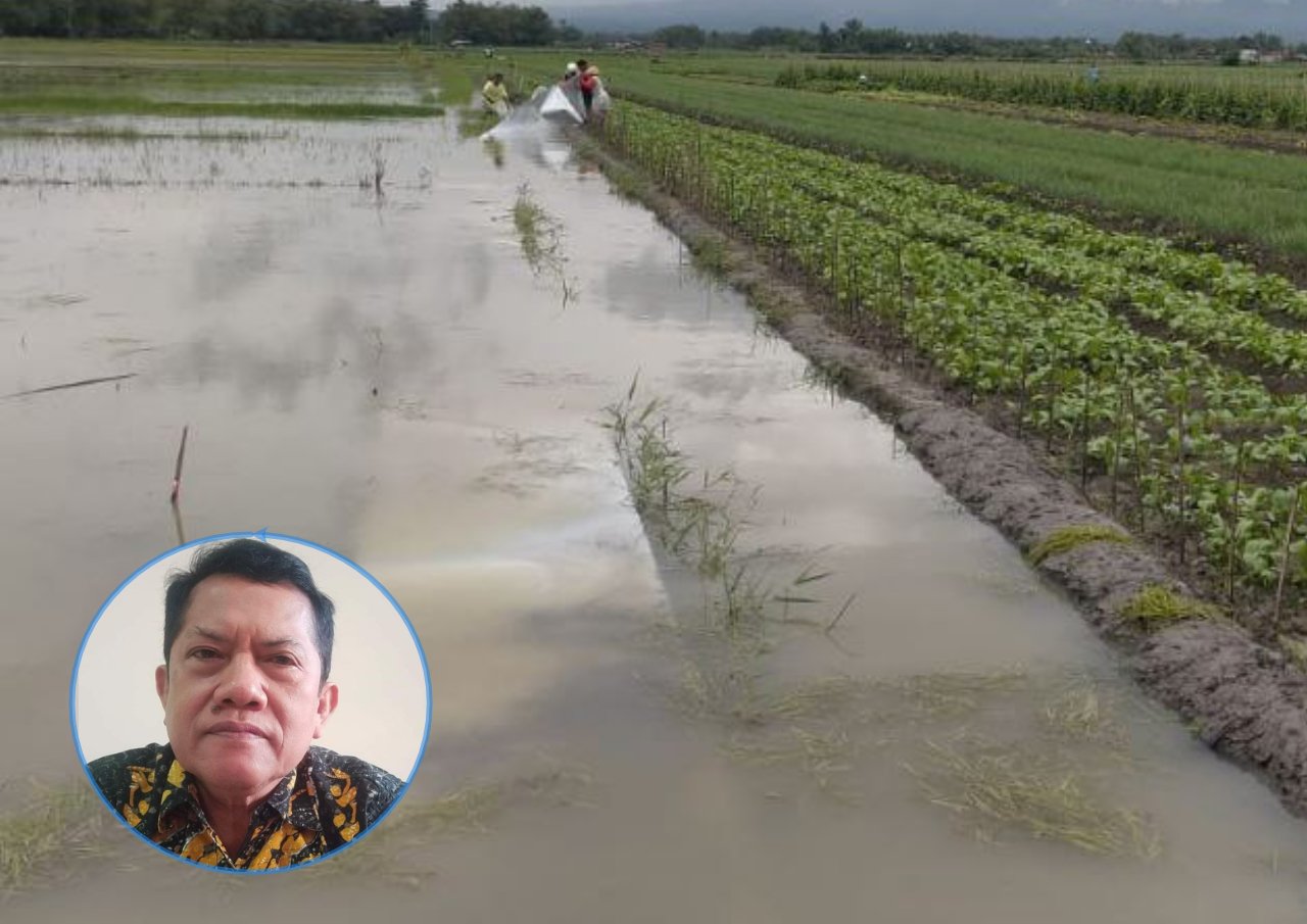 Foto: bawang merah di Desa Ngurensiti Kecamatan Wedarijaksa terkena banjir/ istimewa