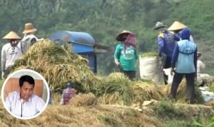Harga Gabah di Pati Anjlok, Anggota Komisi B Narso Berikan Komentar