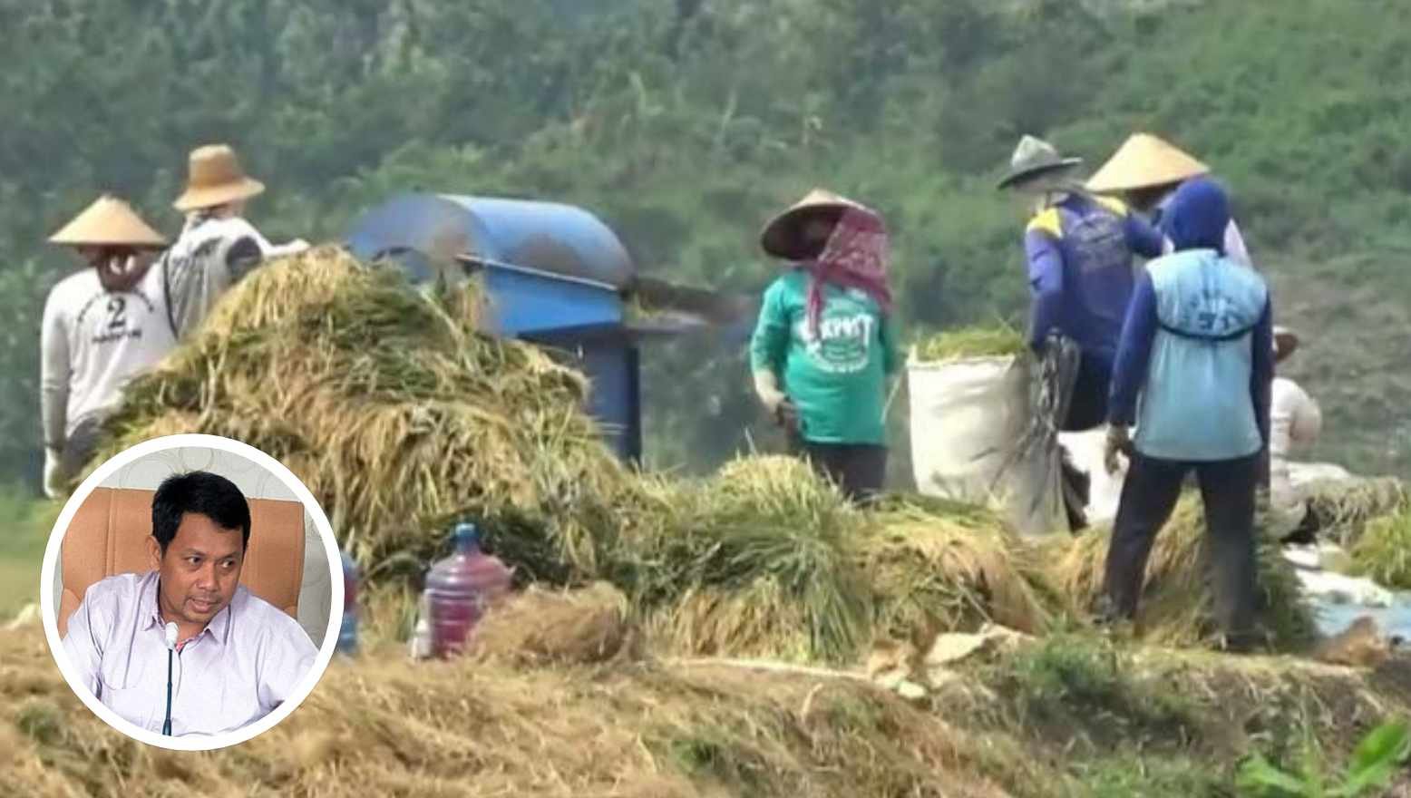 Harga Gabah di Pati Anjlok, Anggota Komisi B Narso Berikan Komentar