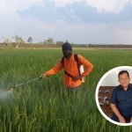 Petani Keluhkan Padi Jadi Kerdil dan Hampa