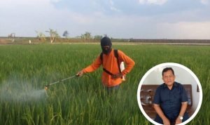 Petani Keluhkan Padi Jadi Kerdil dan Hampa