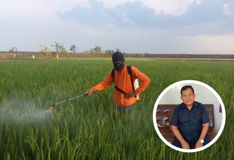 Petani Keluhkan Padi Jadi Kerdil dan Hampa