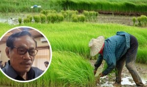 Foto: Ilustrasi petani di masa tanam (Sumber: iStock)