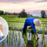 Foto: Ilustrasi sawah di Kab Pati (Sumber: iStock)