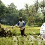 Foto: Ilustrasi sektor pertanian (Sumber: iStock)