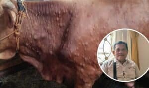 Foto: Ilustrasi hewan terjangkit LSD (Sumber: Jatengprov)