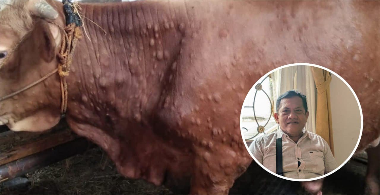 Foto: Ilustrasi hewan terjangkit LSD (Sumber: Jatengprov)