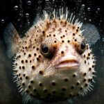 ikan buntal